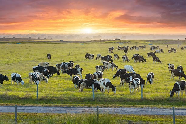 Dairy stock at Timiza Agro