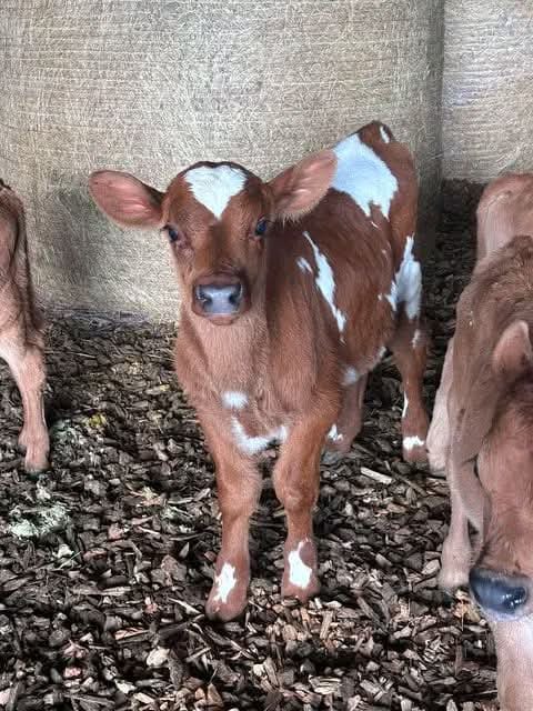 Ayrshire Calves (3-6 Months)