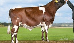 Breeding Bulls (12-18 Months)