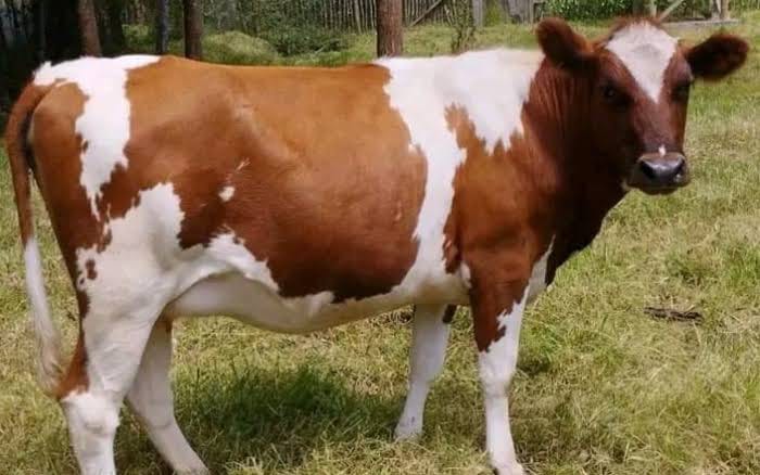 Breeding Heifers (12-18 Months)