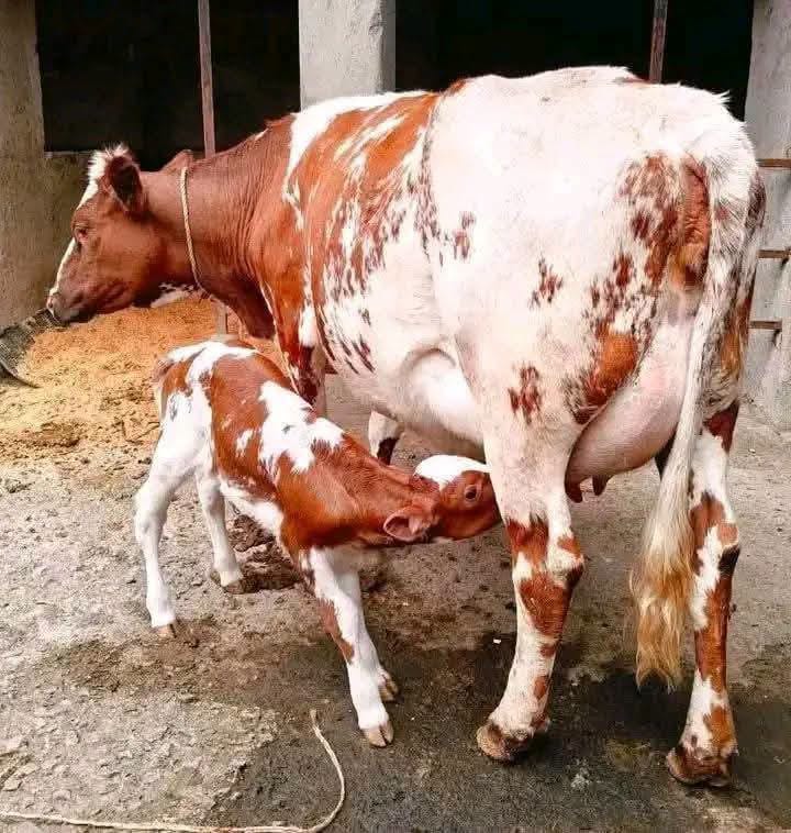 Freshly Calved Cows