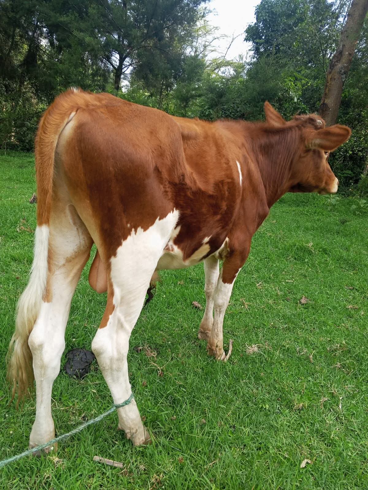 Growing Bulls (7-12 Months)