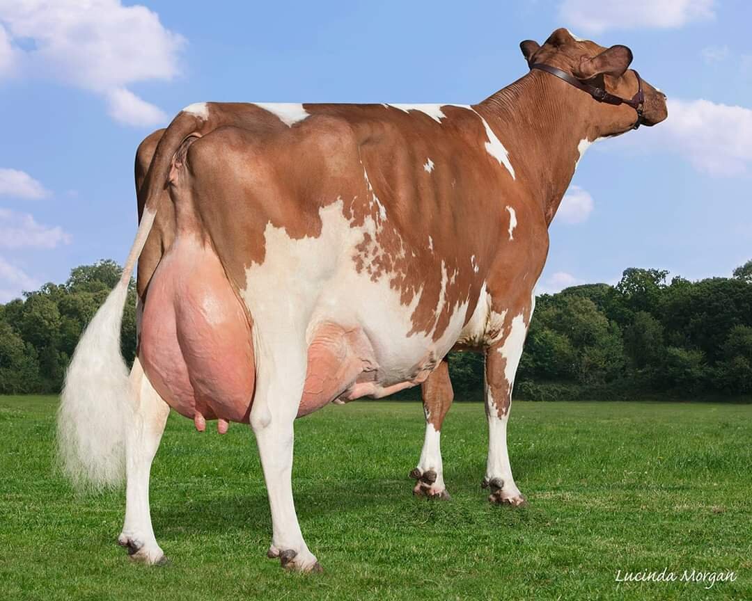 High-Yielding Cows