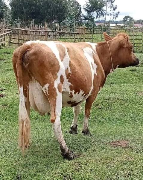 In-Calf Heifers