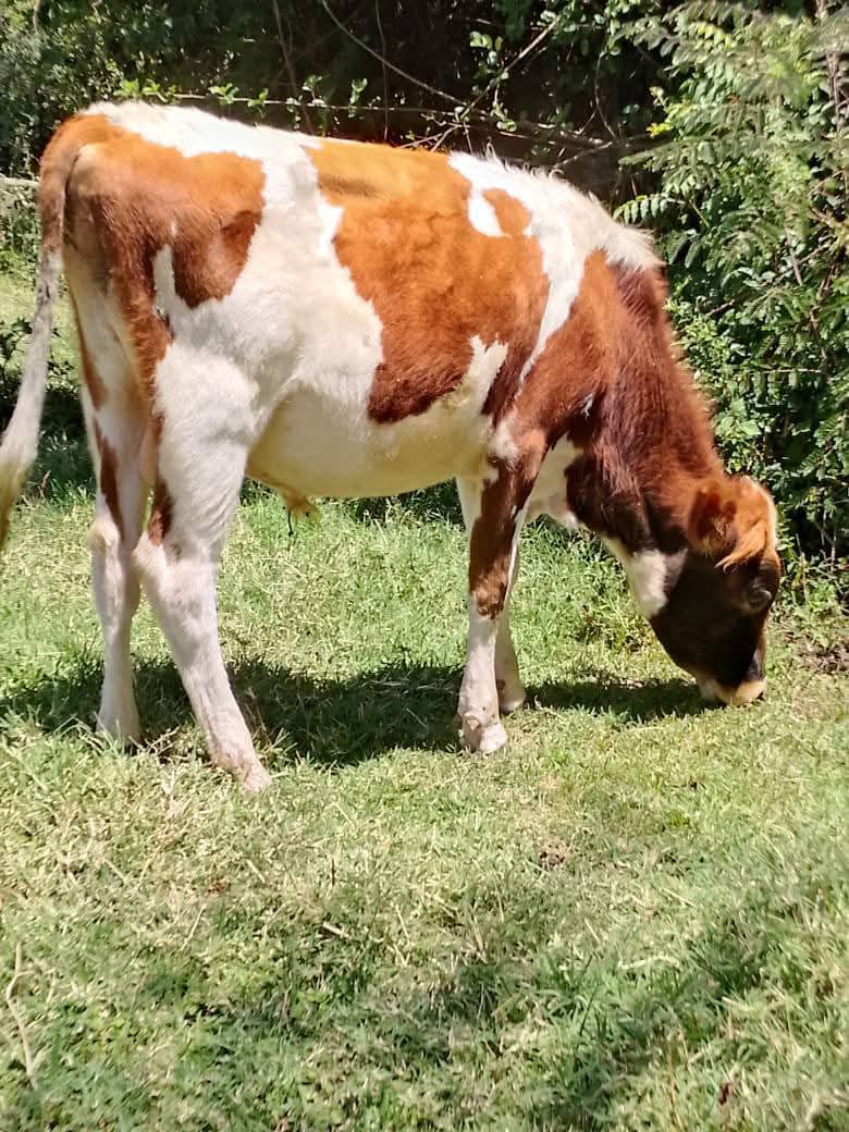 Mature Breeding Bulls