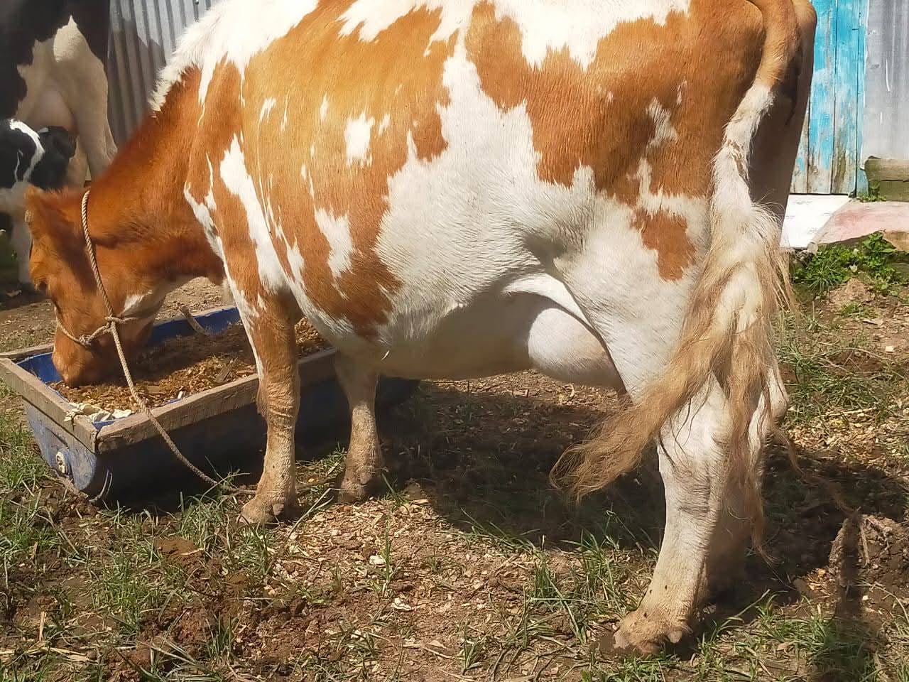 Milking Ayrshire Cows