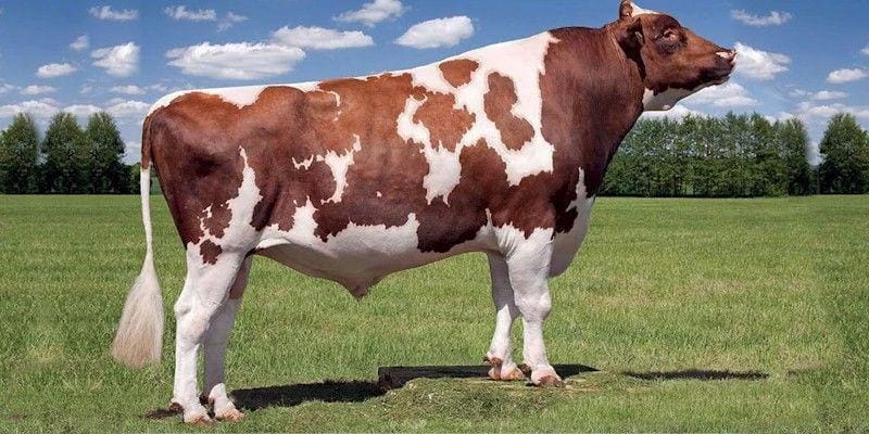 Premium High-Genetic Bulls
