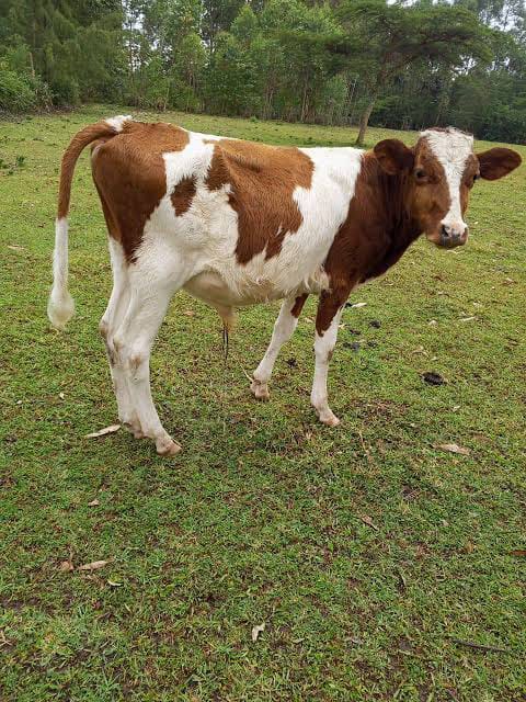 Young Bulls (3-6 Months)