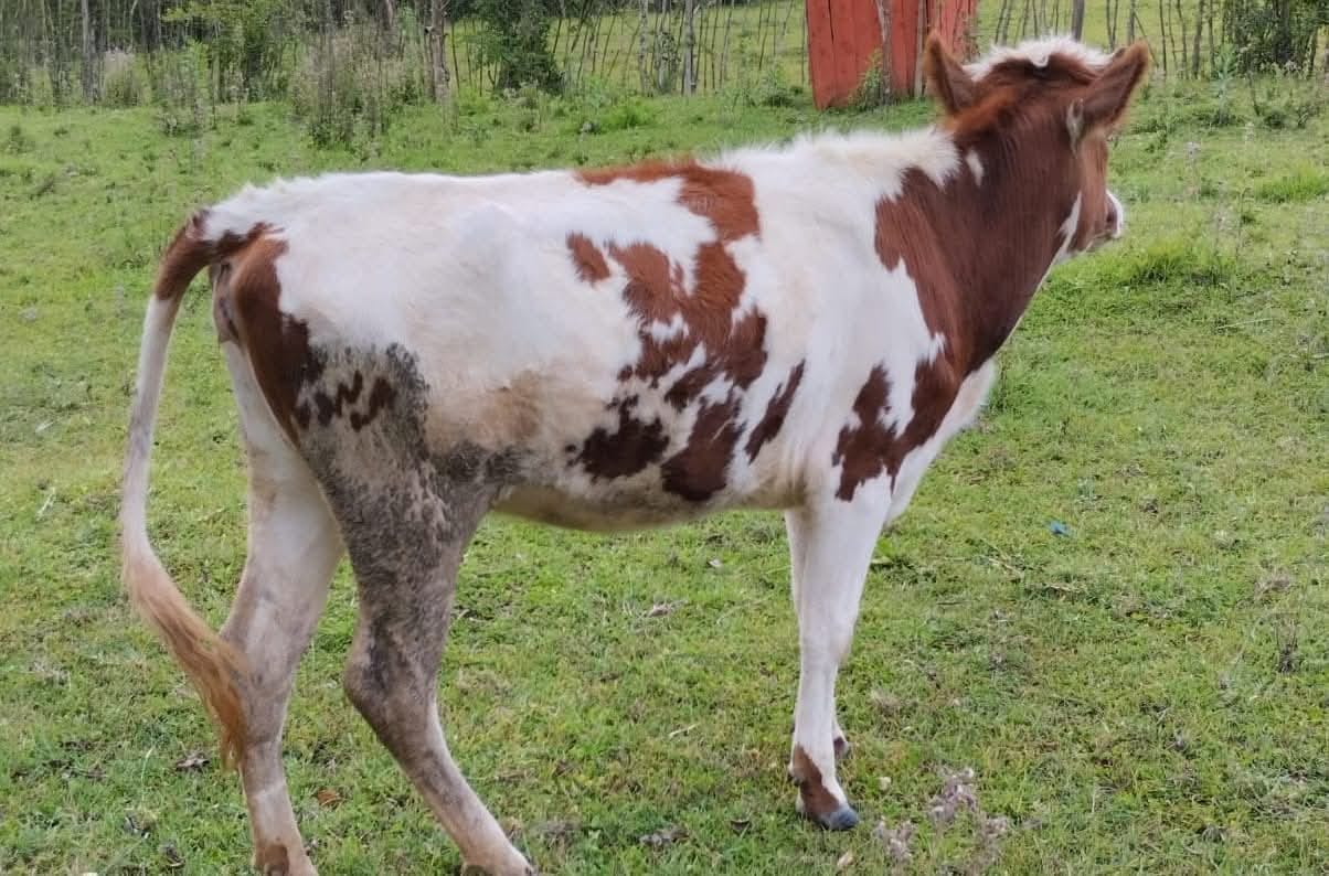 Young Heifers (7-12 Months)