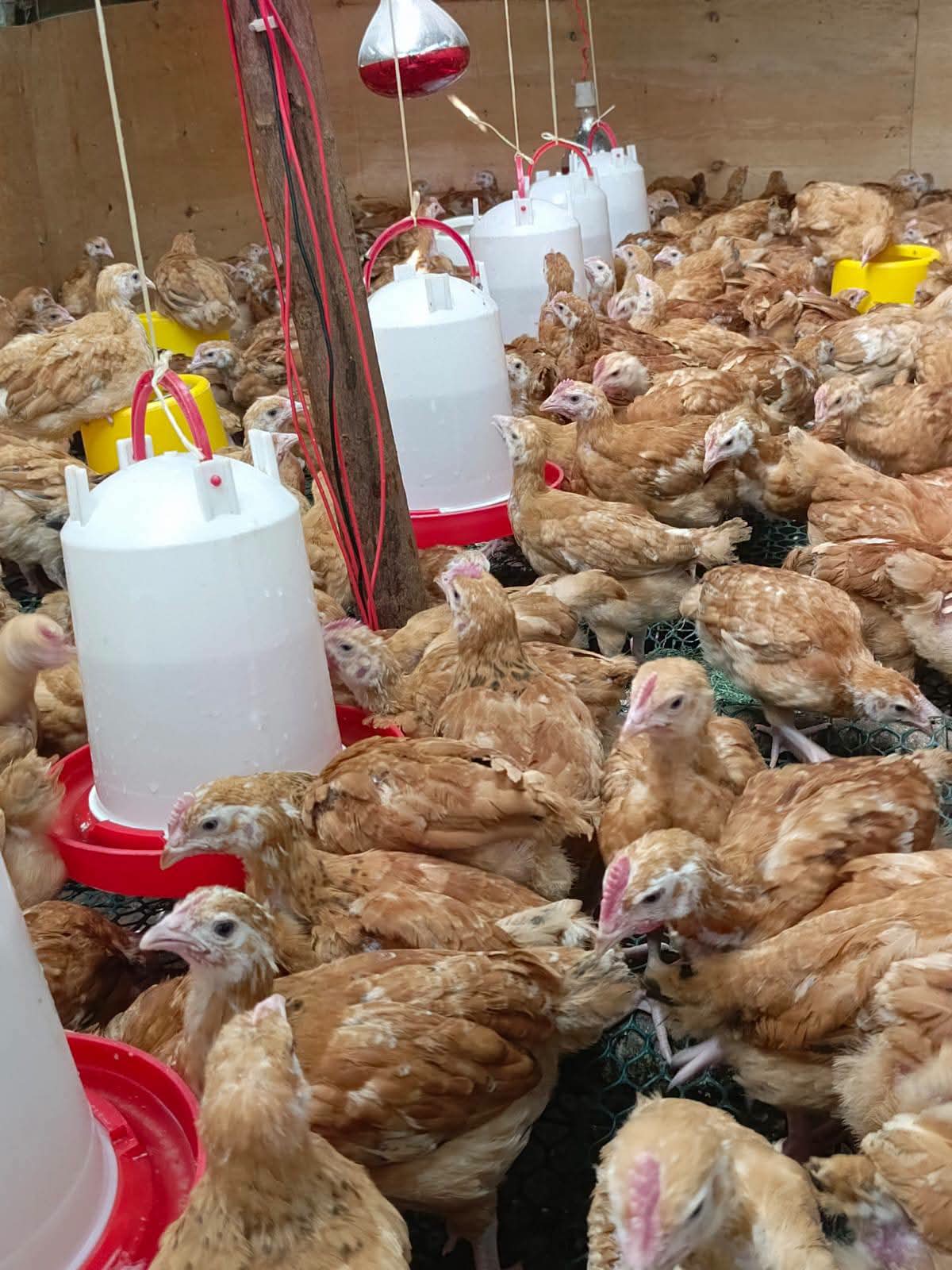 2 Months Old Chicks