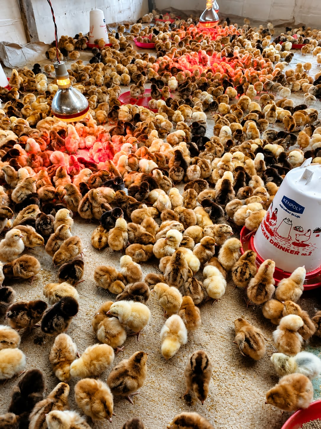 2 Weeks Old Chicks