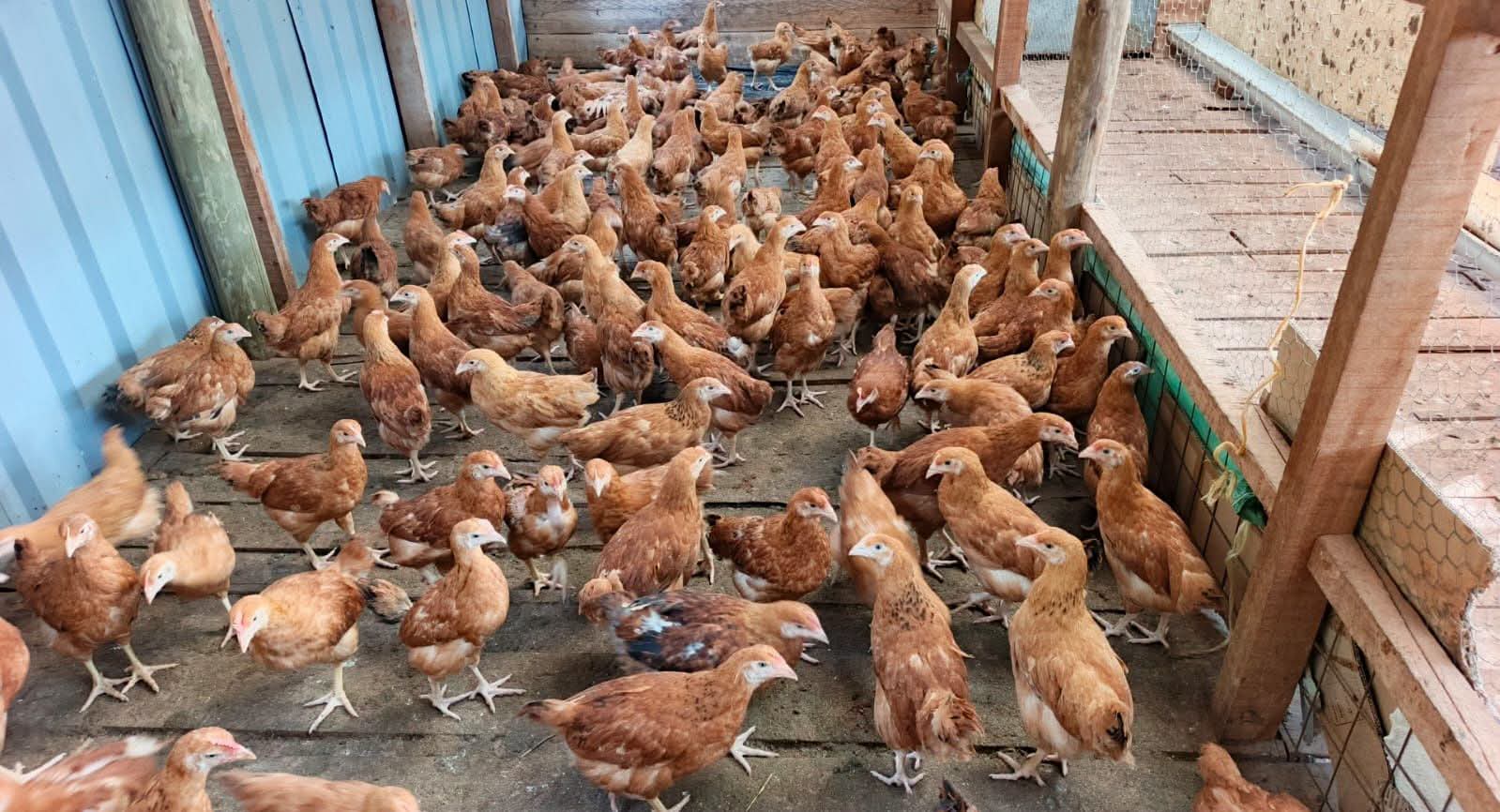 3 Months Old Chicks