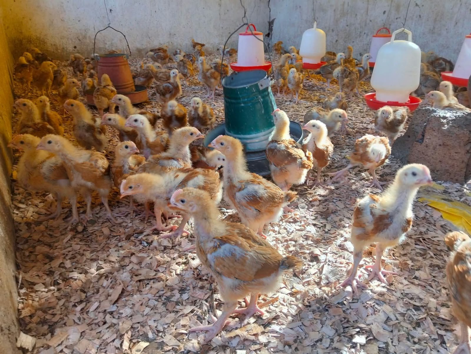 3 Weeks Old Chicks