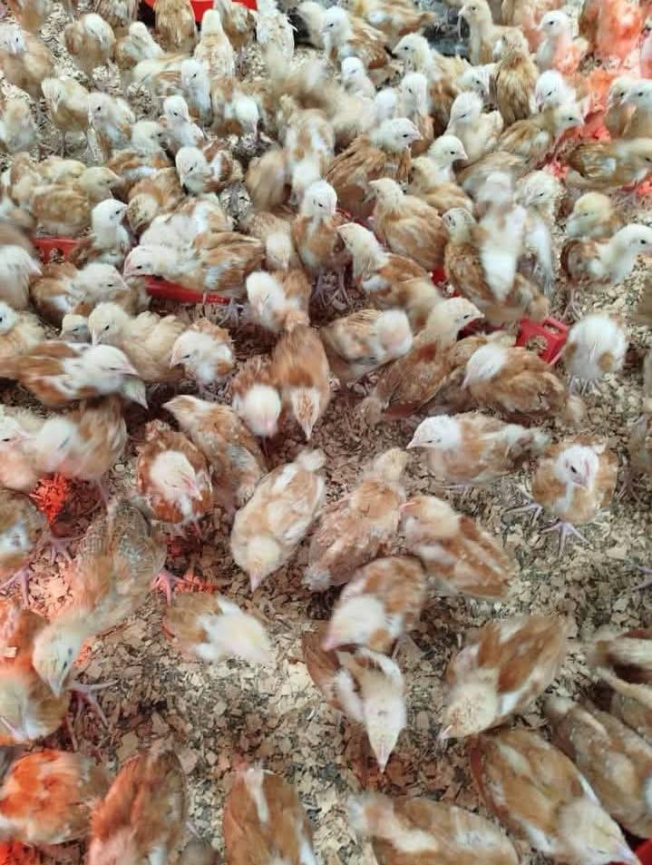 4 Weeks Old Chicks