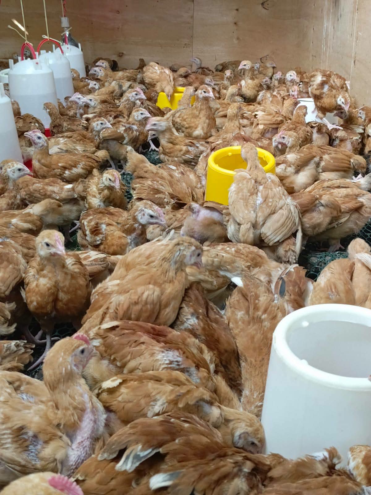 6 Weeks Old Chicks