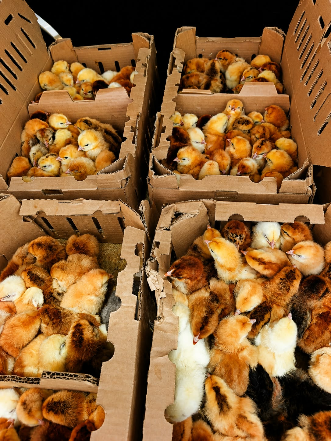 Day-Old Chicks