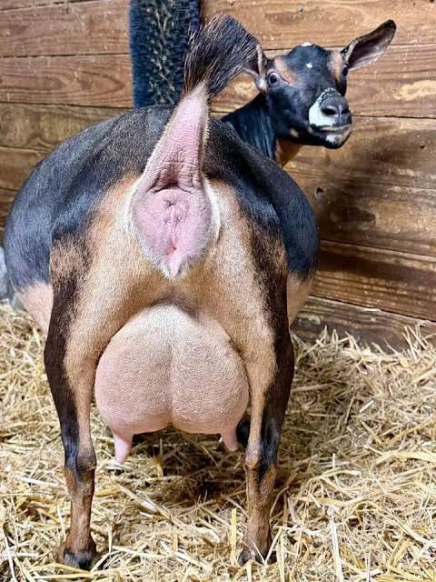 Breeding Does