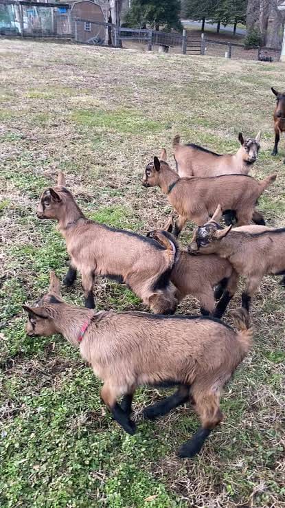Dairy Goat Kids (3-5 Months)