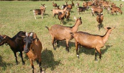Young Bucks (3-5 Months)