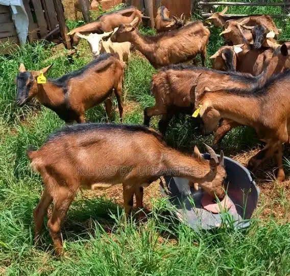 Young Bucks (6-12 Months)