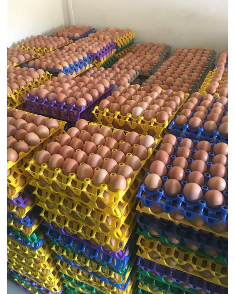 Eggs (Per Tray)
