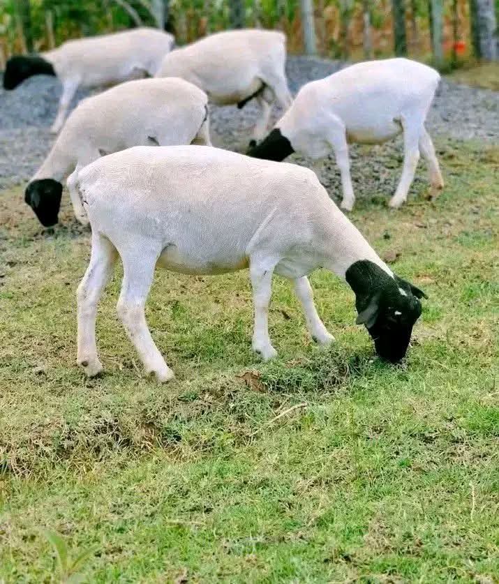 Breeding Ewes