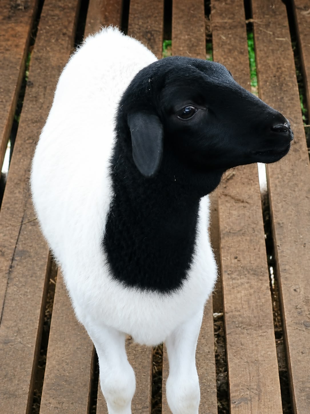 Dorper Lambs (3-5 Months)