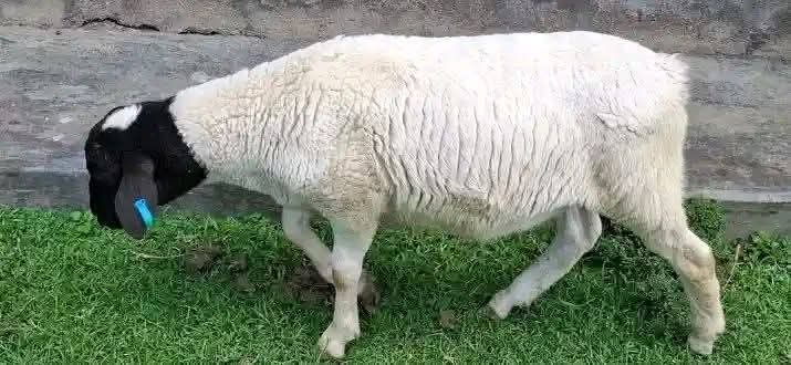 Pregnant Ewes (In-Lamb)