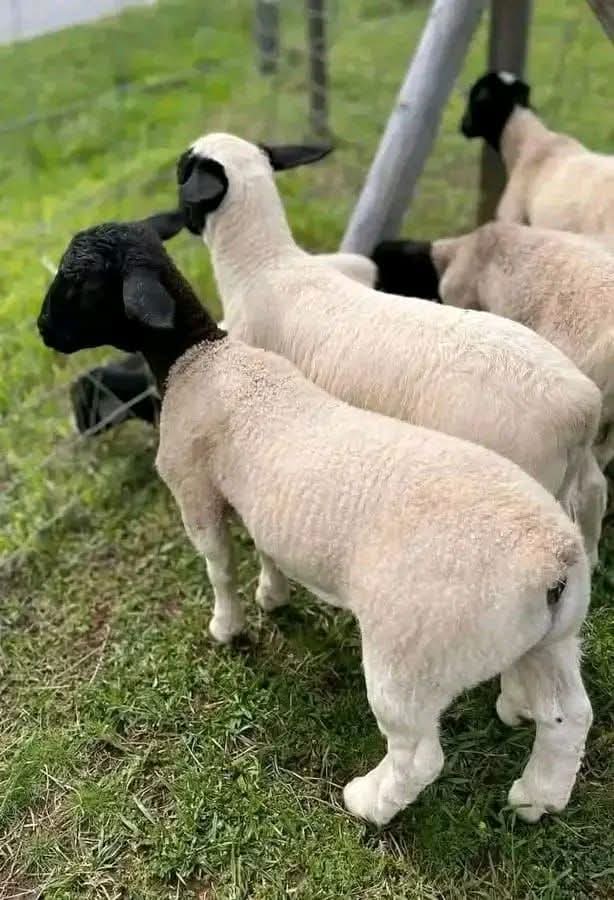 Young Ewes (8-12 Months)