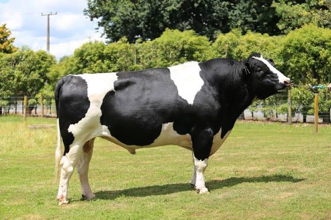 Breeding Bulls (12-18 Months)