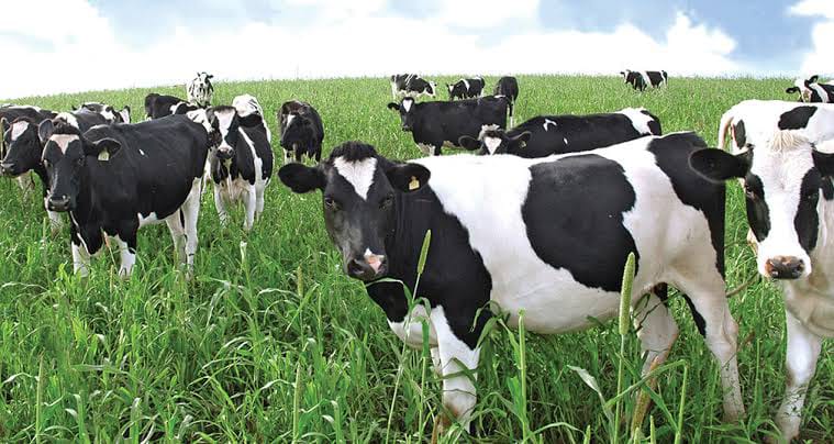 Breeding Heifers (12-18 Months)