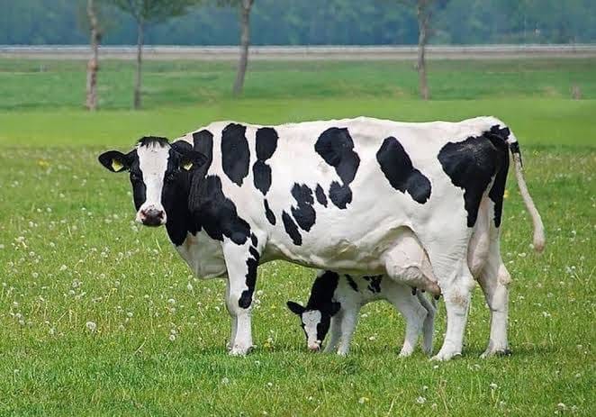 Freshly Calved Cows