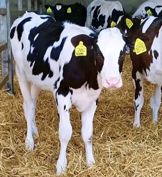 Friesian Calves (3-6 Months)