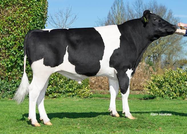Growing Bulls (7-12 Months)