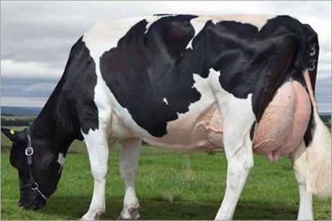 High-Yielding Cows