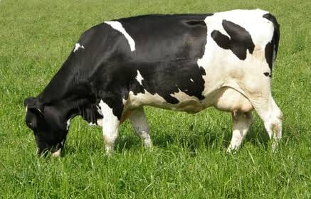 In-Calf Heifers