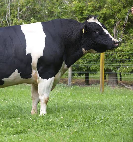 Mature Breeding Bulls
