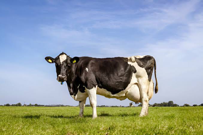 Milking Friesian Cows