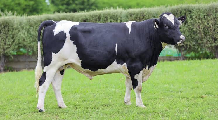 Premium High-Genetic Bulls