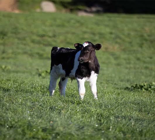 Young Bulls (3-6 Months)
