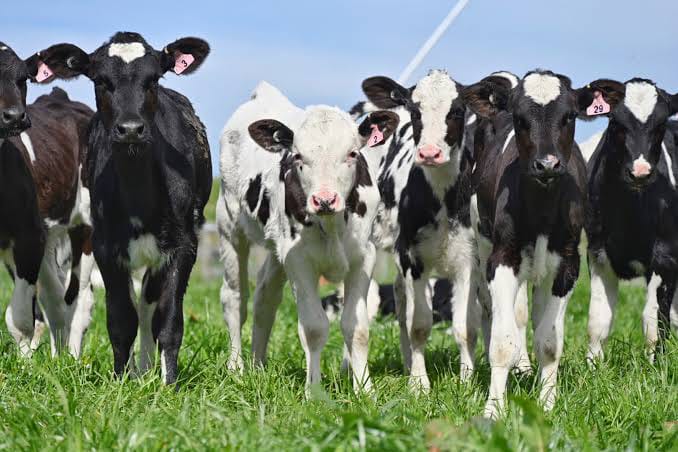 Young Heifers (7-12 Months)
