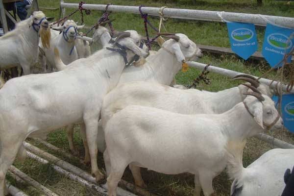 Breeding Bucks