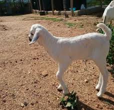 Gala Goat Kids (3-5 Months)