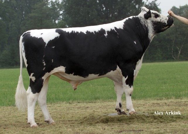 Breeding Bulls (12-18 Months)