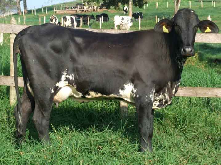 Breeding Heifers (12-18 Months)
