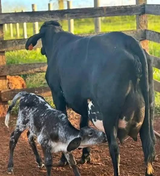 Freshly Calved Cows
