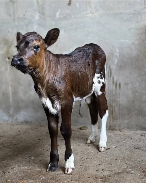 Girolando Calves (3-6 Months)