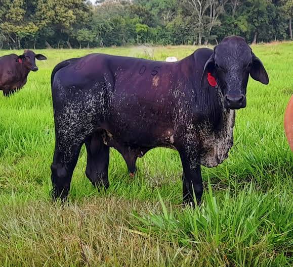 Growing Bulls (7-12 Months)