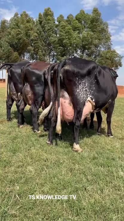 High-Yielding Cows