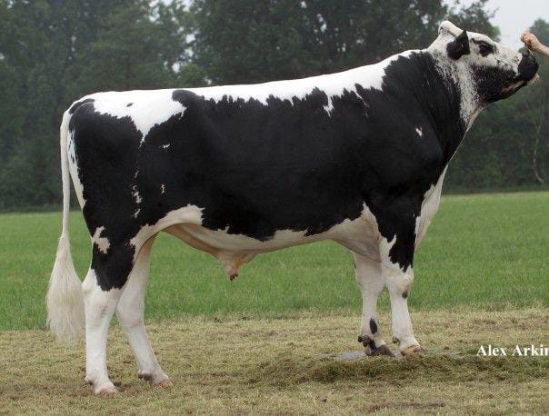 Mature Breeding Bulls